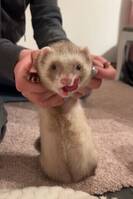 Illern Stella Illern Stella