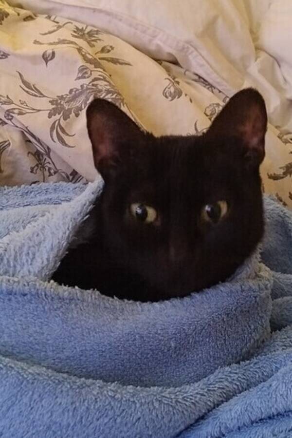 Katt - Shiva