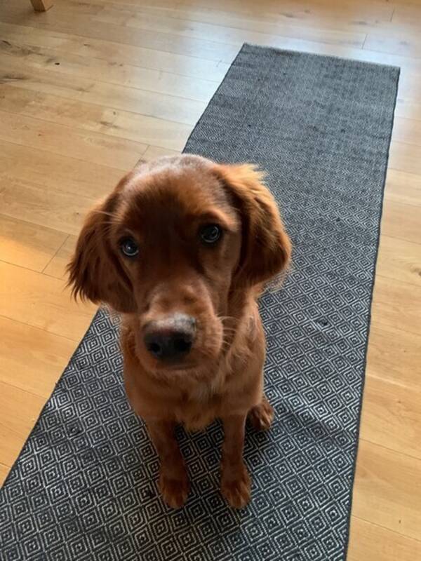 Hund - Bob