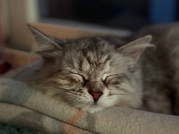 Katt - Sibirsk frøken Katt - Sibirsk frøken