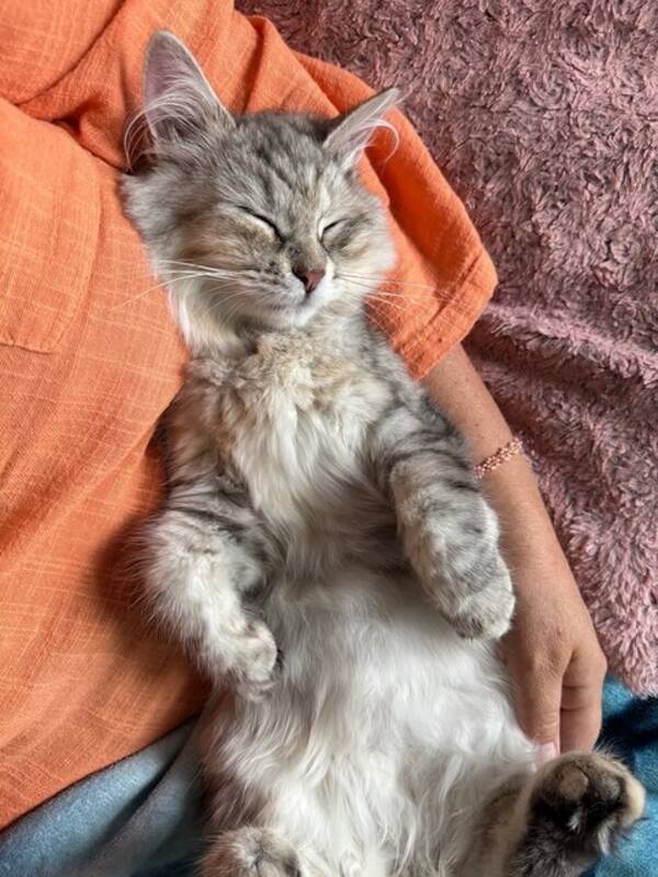 Katt - Sibirsk frøken Katt - Sibirsk frøken