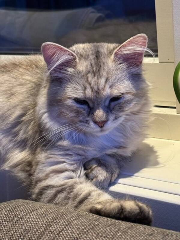 Katt - Sibirsk frøken Katt - Sibirsk frøken