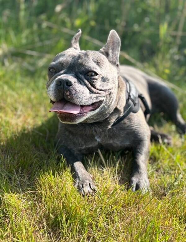 Hund - Rocky