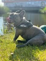 Min hund Rocky som kan spela fotboll 