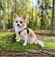 Chilli chiuauah Chilli chiuauah