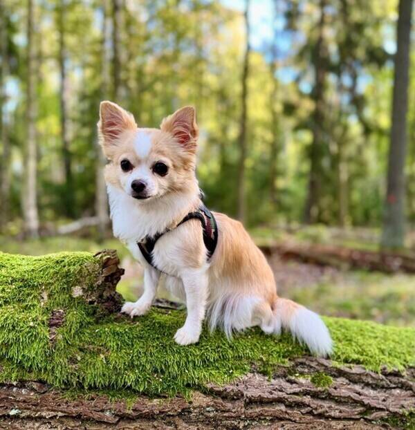 Hund - Chilli chiuauah