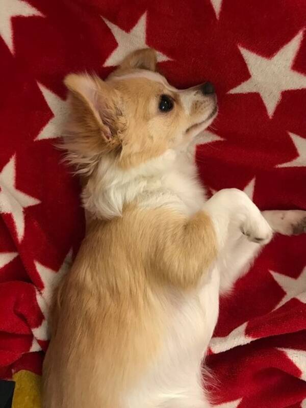 Hund - Chilli chiuauah