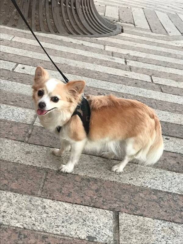 Hund - Chilli chiuauah