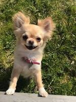 Chiahuahua Chiahuahua