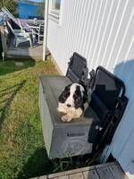 Cockerspaniel stig