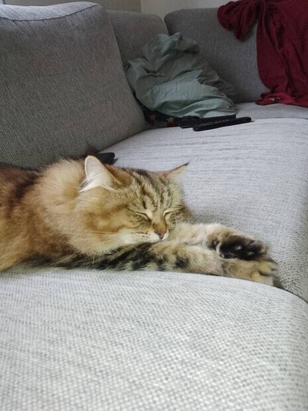 Katt - Sibirisk skogskatt 