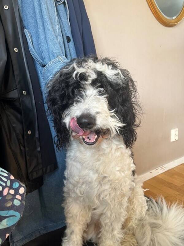 Hund - Bamse