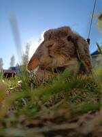 Kanin Matita Kanin Matita