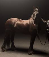 Frieser häst Frieser häst