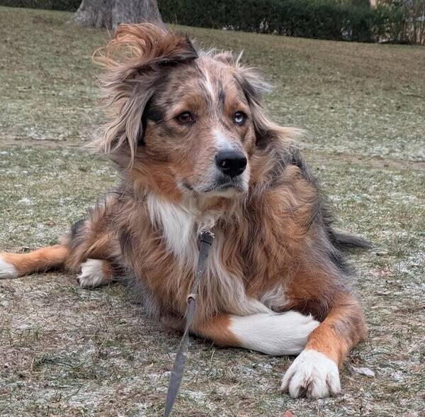 Hund - Nemo