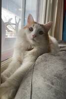Orange katt