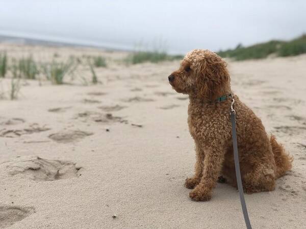 Hund