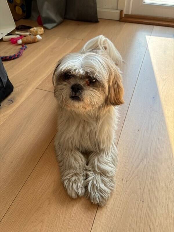 Hund - Show tzu/Havanais