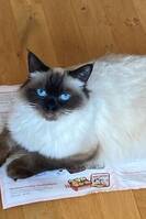 Birma katt Birma katt