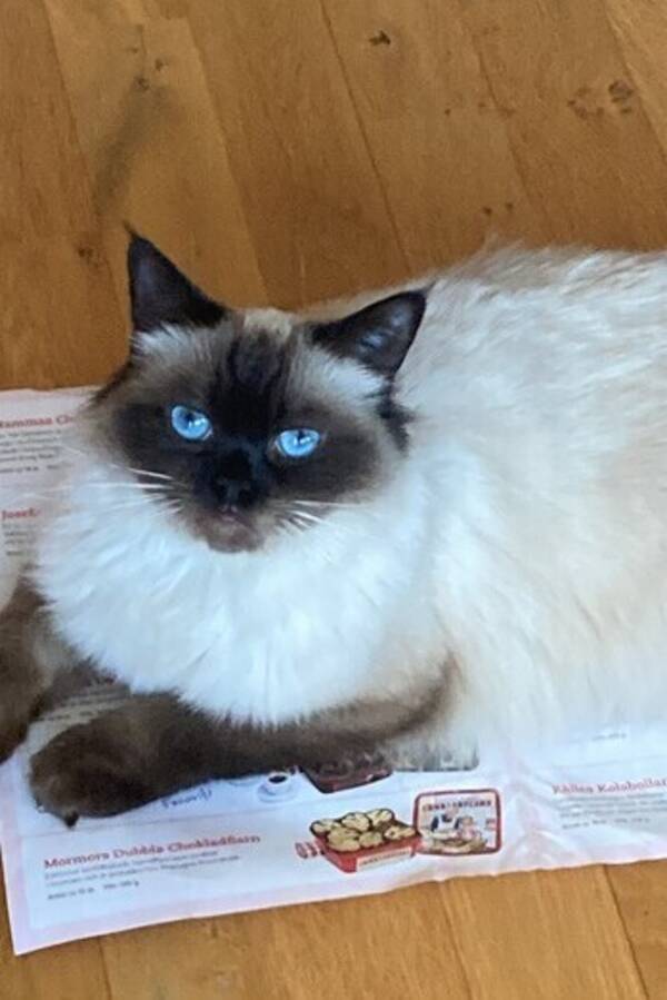 Katt - Birma katt 