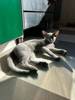 Russian Blue Russian Blue