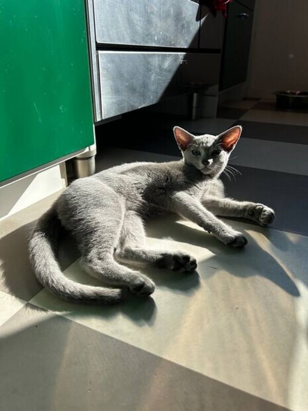 Katt - Russian Blue 