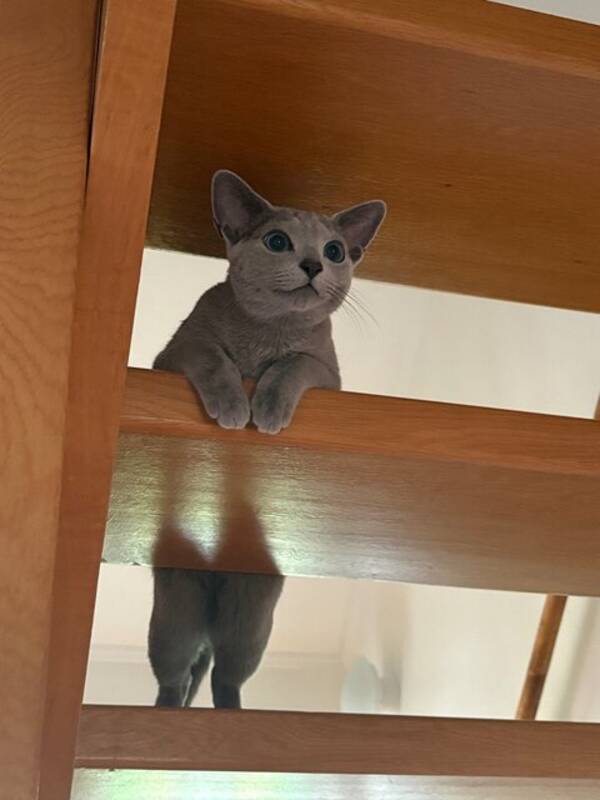 Katt - Russian Blue 