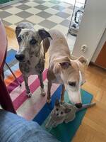 Whippet