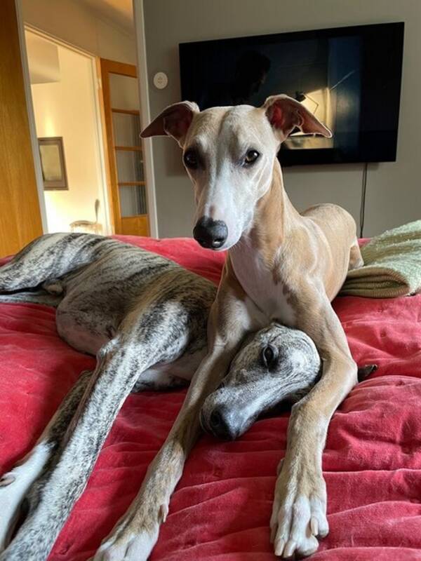 Hund - Whippet