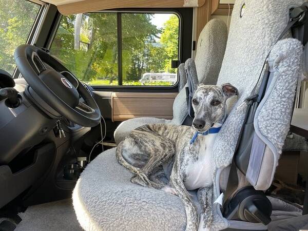 Hund - Whippet