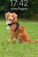 Tollaren Cava Tollaren Cava