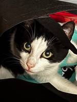 Zorro