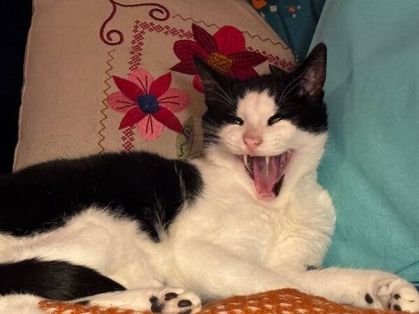 Katt - Zorro