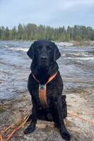 Labrador, Yatzy
