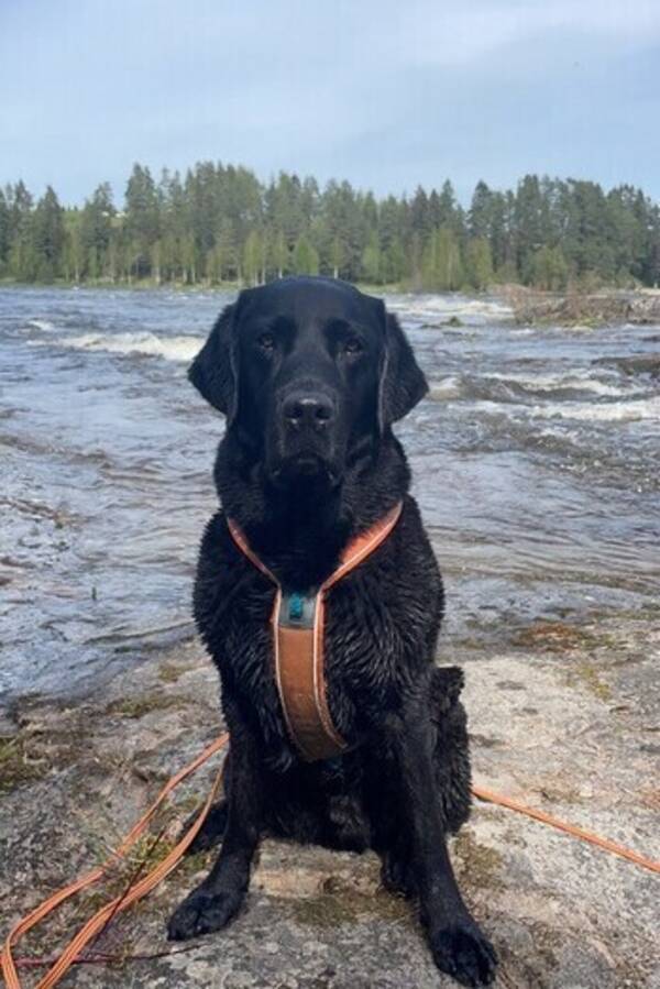 Hund - Labrador, Yatzy Hund - Labrador, Yatzy