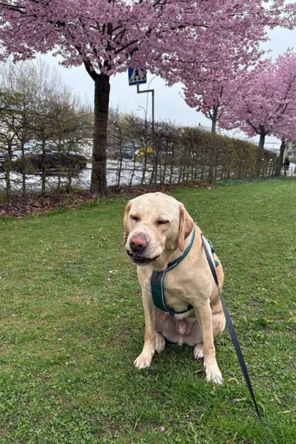 Hund