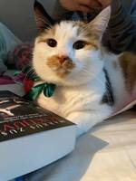 Katten Poppy