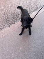 Flat Coated Retrivern Smulan