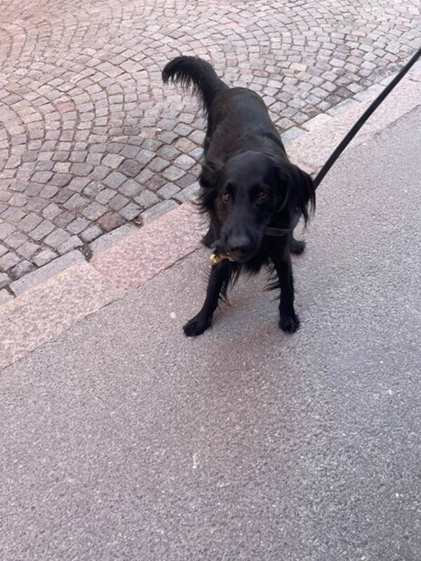 Hund - Flat Coated Retrivern Smulan
