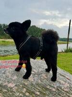 Zorro the Kleinspitz