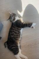 Katt litt rase 