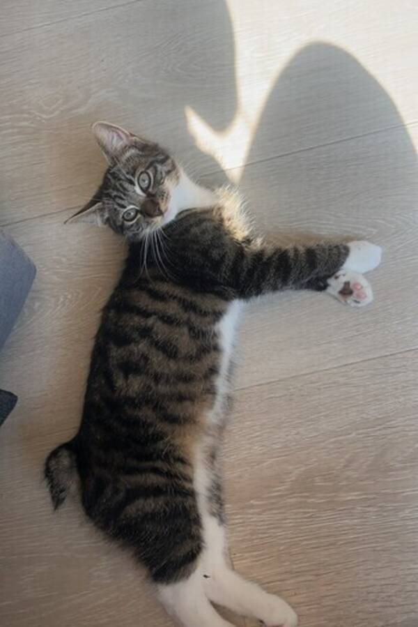 Katt - Katt litt rase  Katt - Katt litt rase