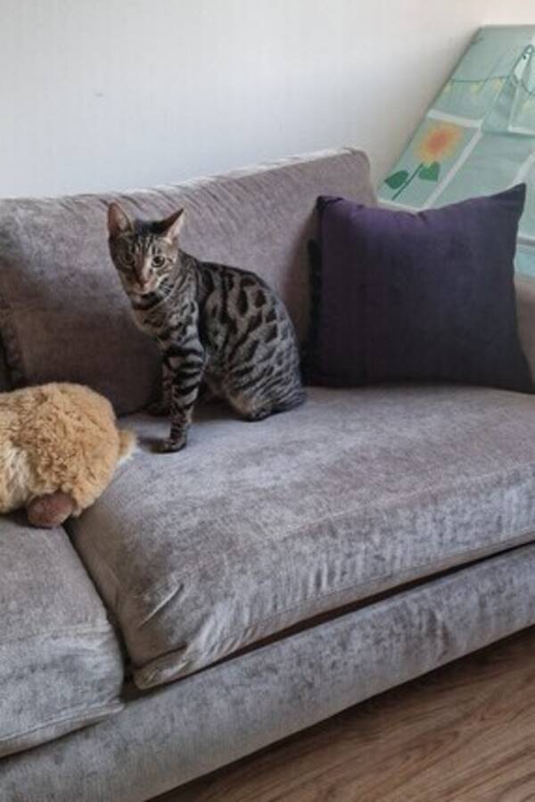 Katt - Katt Simba Katt - Katt Simba