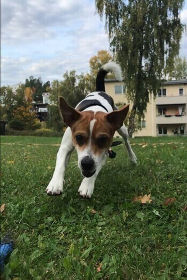 Hund - Dansk svensk gårdshund Hund - Dansk svensk gårdshund