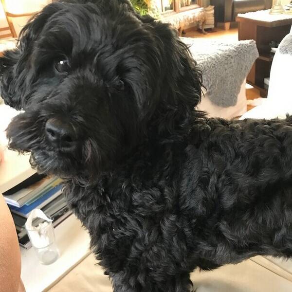 Hund - Blandras