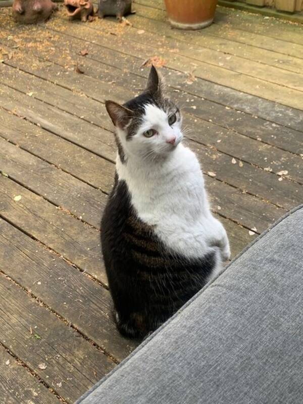 Katt - Wille