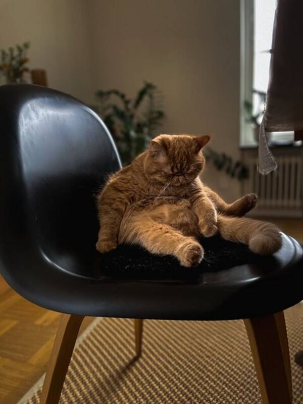 Katt - Exotic Persian