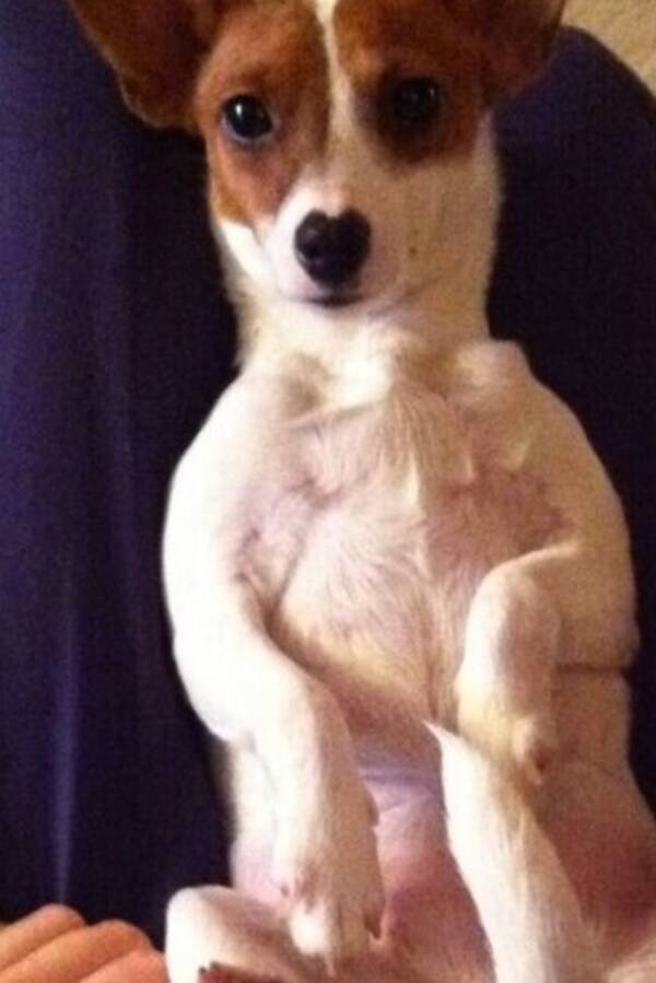 Hund - Jack russell terrier Ruby