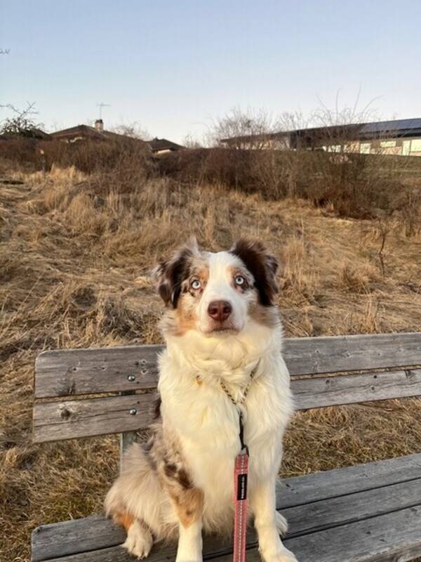 Hund - Grel