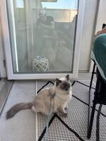 Katten Whisky Katten Whisky